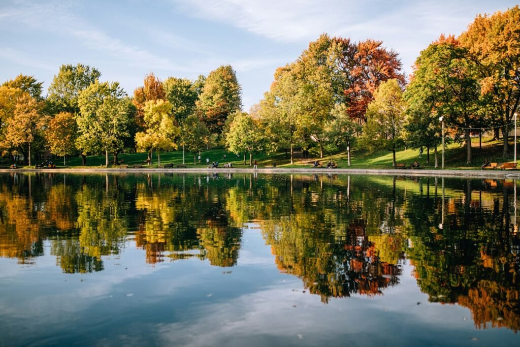 green-leafed trees beside body of water during daytime