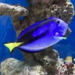 Un paseo inolvidable por el Acuario de Quebec
