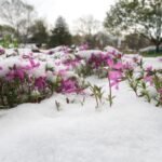 Primavera en Quebec: una ilusión que dura poco