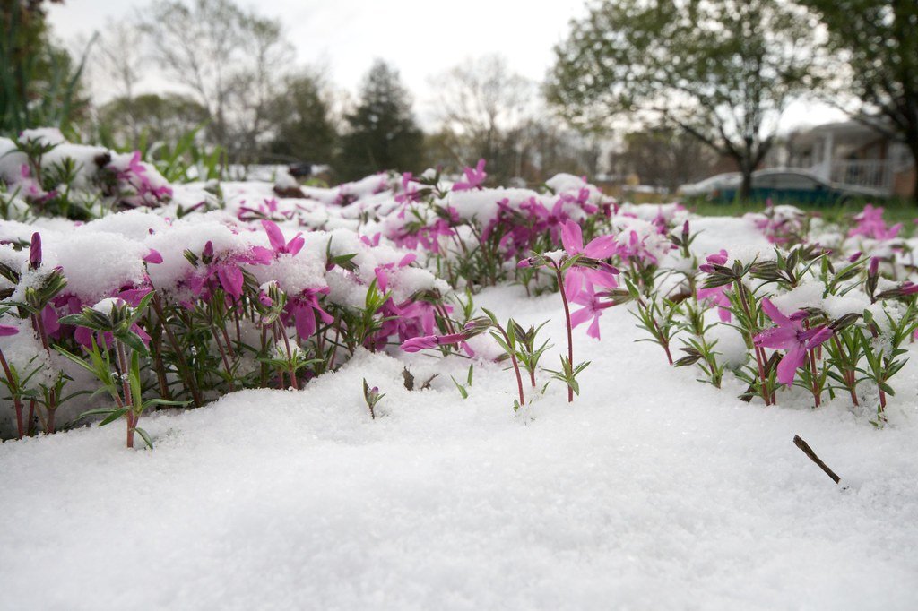 Primavera en Quebec: una ilusión que dura poco