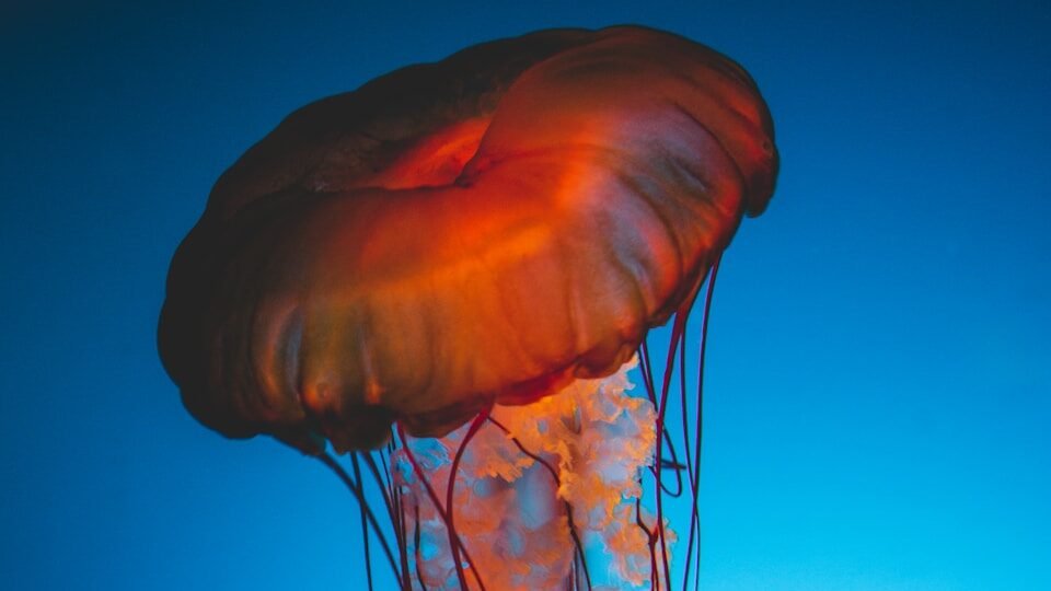 brown jellyfish